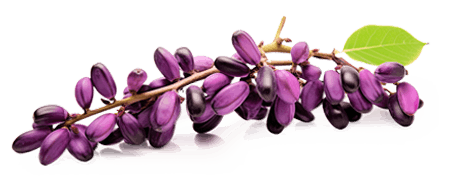 Ingriedients Synevra